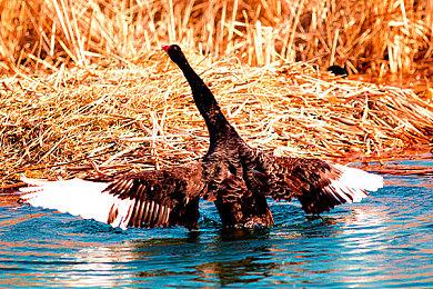 《DOTA2》7.37b平衡性更新发布 TK、剧毒削弱